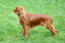 A red cavalier king charles spaniel showing off it's beautiful, long body