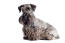An adult cesky terrier with a beautifully groomed grey and black coat