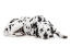 An adult dalmatian with a lovely thick spotted coat