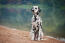 An obedient male dalmatian sitting neatly, waiting for a command