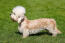 A beautiful, little dandie dinmont terrier showing off its long body