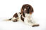 A beautiful english springer spaniel puppy with a very soft coat