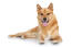 A lovely young finnish spitz with a thick, soft coat and sharp, alert ears