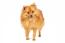 A foxy looking german spitz (klein)