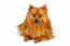 A little german spitz (klein) with a fluffy orange coat