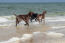 Some german short haired pointers on the beach