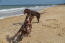 Two german short haired pointers enjoying the freedom of the beach