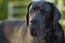 A close up of a great dane's lovely, thick, black coat