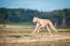 A beautiful adult greyhound with it's body stretched out