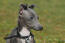 A beautiful little grey italian greyhound with it's ears perked