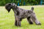 A kerry blue terrier showing off it's beautiful thick, wooly coat