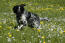 A large munsterlander enjoying a walk through a field of wild flowers