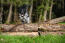 An athletic large munsterlander jumping over a log