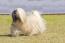 A healthy, adult lhasa apso, showing off it's beautiful, long, well groomed coat