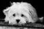 A young lhasa apso puppy with a wonderful, long, white coat