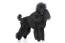 A black adult miniature poodle with a beautiful traditional poodle-groomed coat