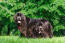 Two wonderful adult newfoundlands, resting in the grass together