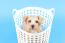 A healthy, young norfolk terrier pup, sitting in a washing basket