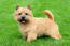 An adult norwich terrier with a beautiful bushy face and tail