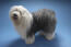 A young, adult old english sheepdog, showing off its well groomed coat
