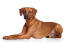 A GorGeous rhodesian ridgeback lying very neatly, paws together