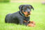 A beautiful, little rottweiler pup laying in the grass