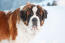 A close up of a saint bernard's beautiful, thick winter coat