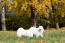 Two samoyed enjoying each others company outside