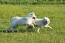 Two adult samoyeds enjoying some exercise outside together