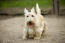 A light coated scottish terrier waiting patiently for some attention