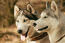 A close up of a siberian husky's incredible blue eyes and tall perked ears