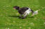 The wonderful small munsterlander running at full pace