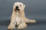A soft coated wheaten terrier lying neatly, wanting some attention