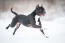 A muscular staffordshire bull terrier bounding through the Snow