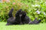 An excited standard poodle rolling around on the grass