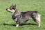 A swedish vallhund's incredible short legs and thick, soft coat