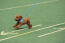 An energetic, little toy poodle running at full pace