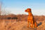 A beautiful, red vizsla sitting very tall, waiting for a command