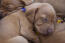 A group of vizsla puppoes getting some well needed rest
