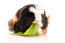 A lovely little coronet guinea pig chewing on a leaf