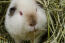 A white teddy guinea pig with lovely little red eyes