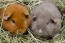 Two teddy guinea pigs sitting together in their bedding