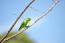 A blue winged parrotlet's wonderful green feather pattern