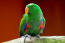 A eclectus parrot showing its lovely, red and green chest feathers
