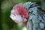 A close up of a rose breasted galah