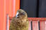 A close up of a kea's beautiful eyes