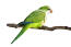 A monk parakeet with beautiful green tail feathers
