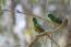 A red rumped parrot's wonderful, yellow and green feathers