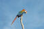 A lovely scarlet macaw perched high up on a branch