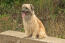 Pyrenean-sheepdog-sitting